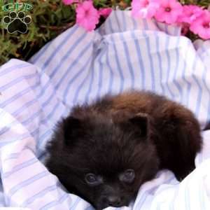 Amy, Pomeranian Puppy